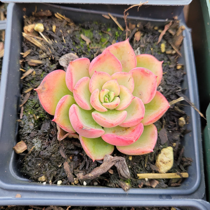 Echeveria Noble succulent in nursery pot.