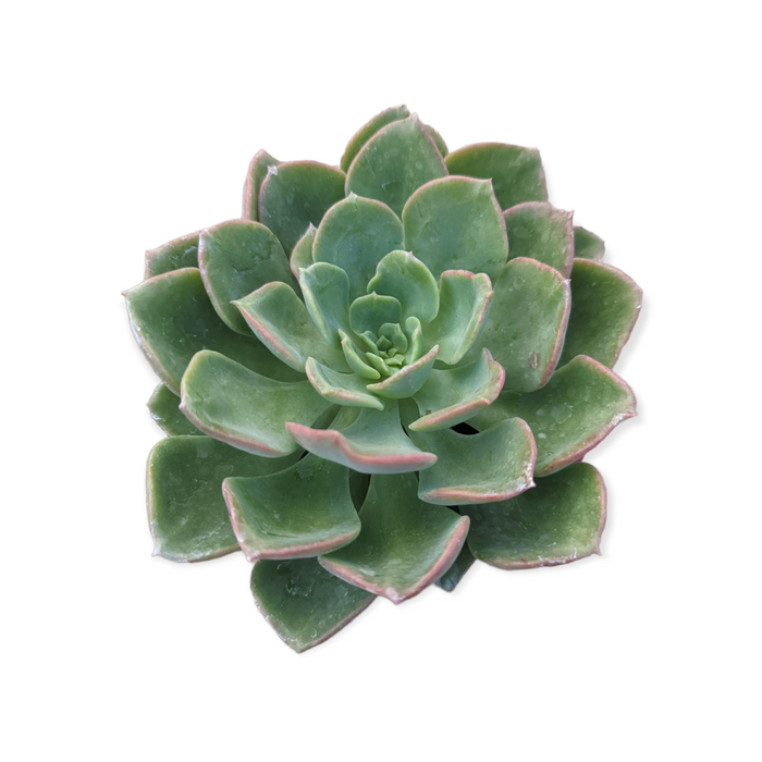 Echeveria Noble succulent with pink-tinted green leaves.