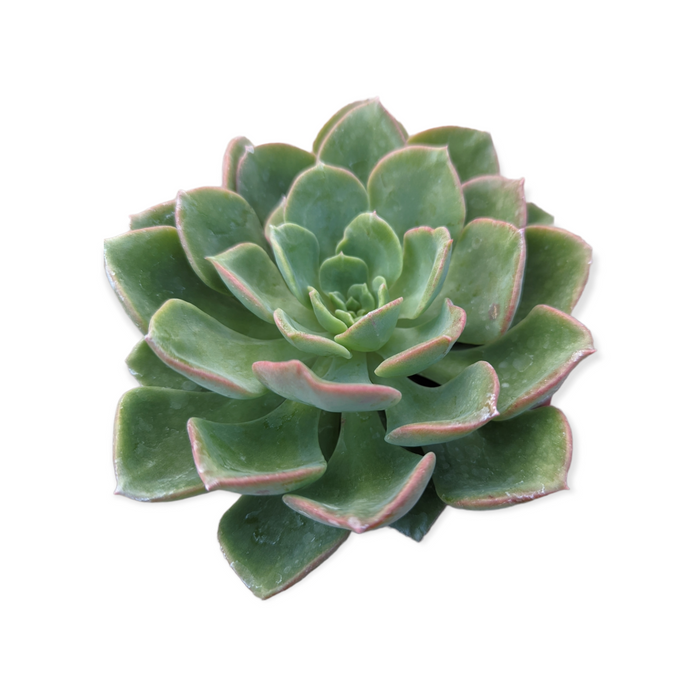 Echeveria Noble succulent with pink-edged green leaves.