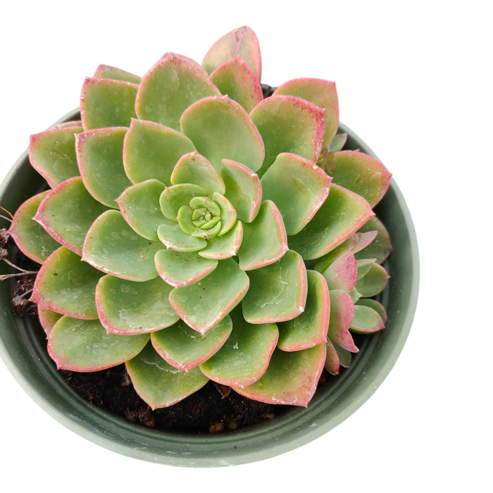 Echeveria Noble succulent in a plastic pot.