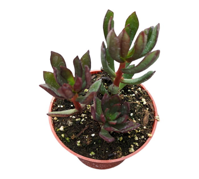 Echeveria nodulosa 'Arrow' in nursery pot.