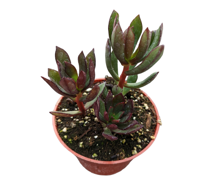 Echeveria nodulosa 'Arrow' in a nursery pot.