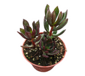 Echeveria nodulosa 'Arrow' in a nursery pot.