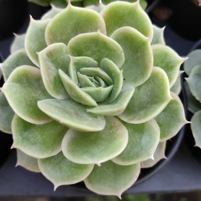 Echeveria Onslow succulent, rosette shape, spoon-shaped leaves.