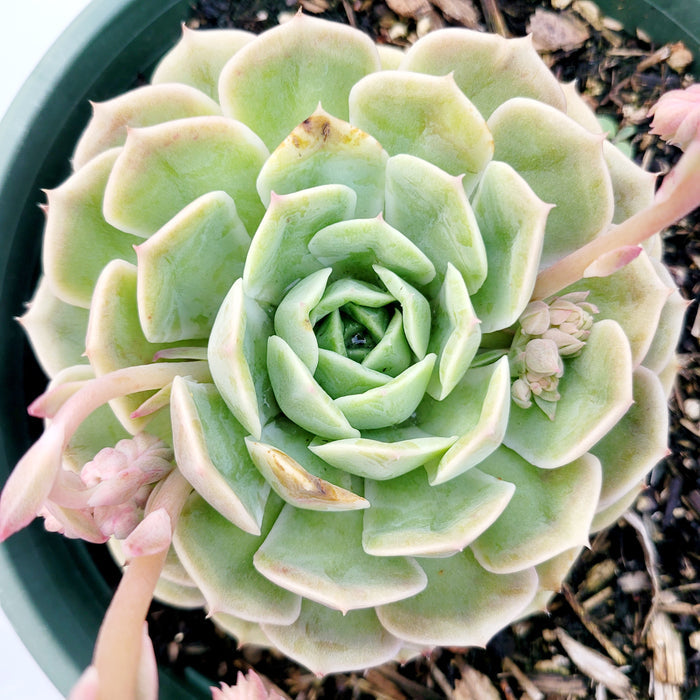 Echeveria Onslow, rosette succulent with pale green leaves and pink buds.