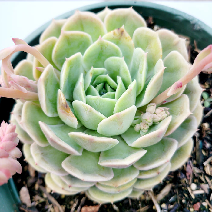Echeveria Onslow in nursery pot with budding flower stalks.