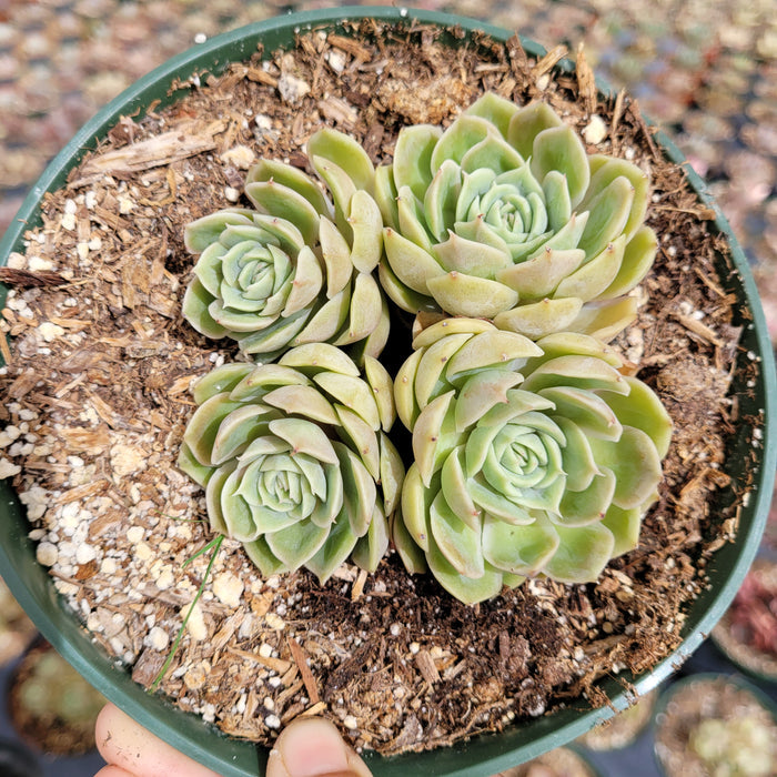 Echeveria Onslow succulents in nursery pot, top-down view.