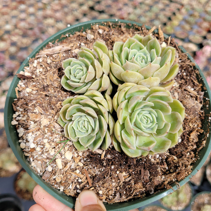 Echeveria Onslow in green pot with four succulents.