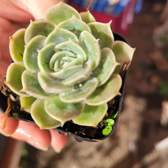 Echeveria Onslow succulent in black pot, held hand.