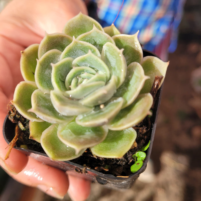 Echeveria Onslow in hand, showcasing plump green leaves.