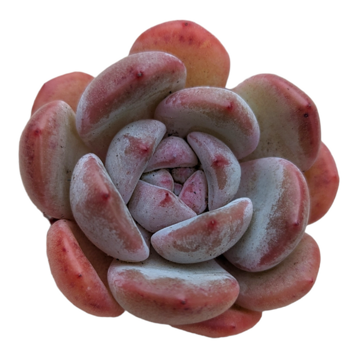 Echeveria Orange Monroe succulent with pink-tinged, fleshy leaves.