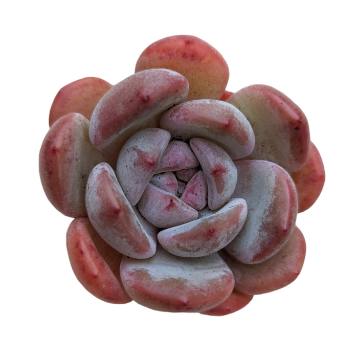 Echeveria Orange Monroe succulent with bluish-gray, peach-tipped leaves.