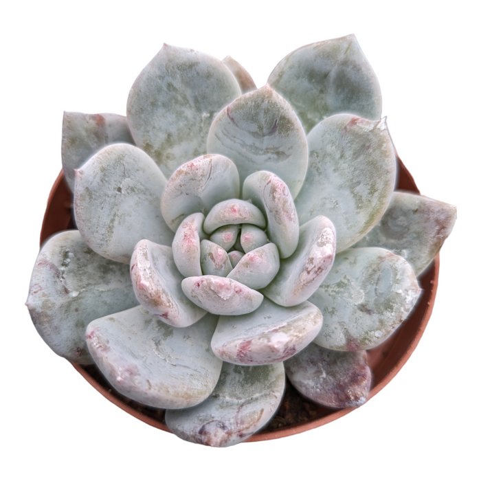 Echeveria Orange Monroe succulent with bluish-green leaves, pink tips.