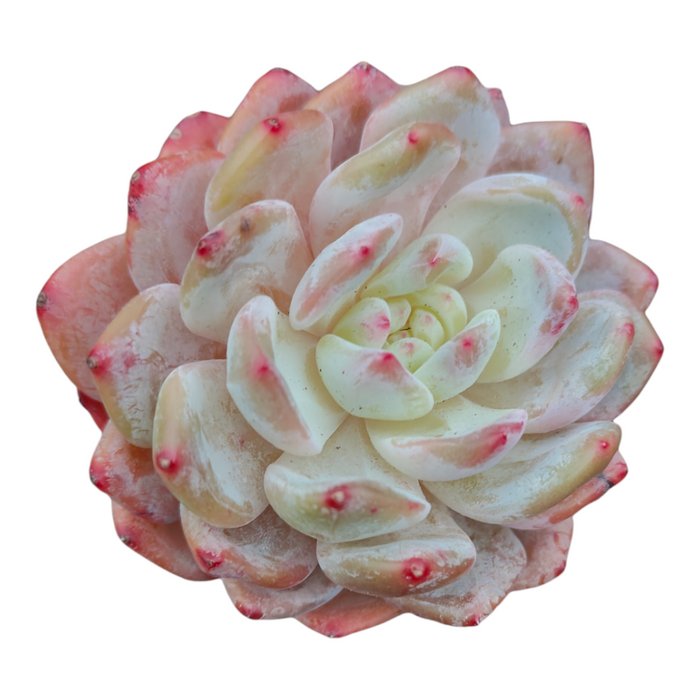 Echeveria Orange Monroe succulent with spiral, fleshy leaves.