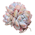 Echeveria Orange Monroe succulent with pink-tipped, plump leaves.