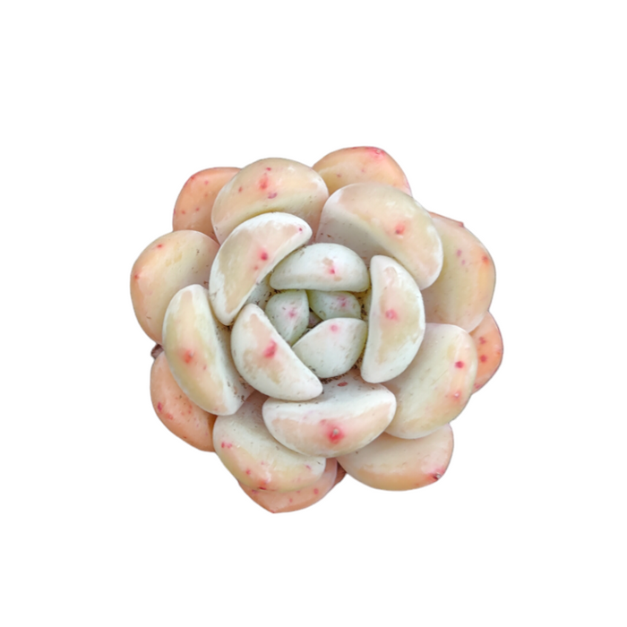 Echeveria Orange Monroe succulent with pale green, pink-tipped leaves.
