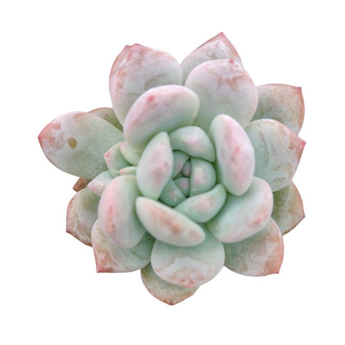 Echeveria Orange Monroe succulent, pale green leaves with pinkish tips.