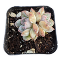 Echeveria Orange Sorbet in square black nursery pot.