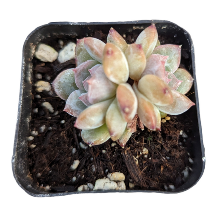 Echeveria Orange Sorbet in square black nursery pot.
