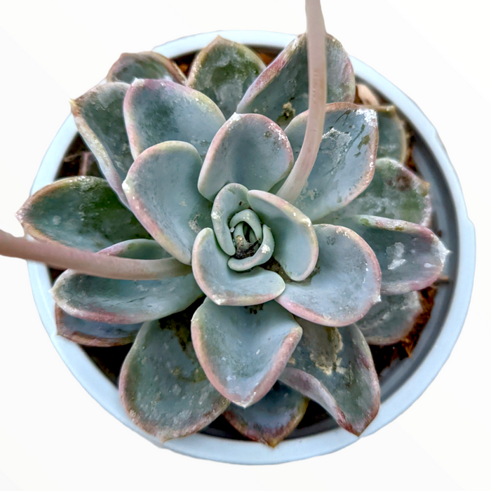 Echeveria Orpet succulent in white pot with flower stalks.