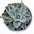 Echeveria Orpet succulent in white pot with flower stalks.