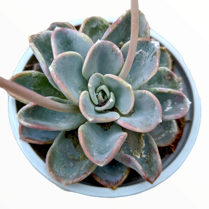 Echeveria Orpet succulent in a small pot.