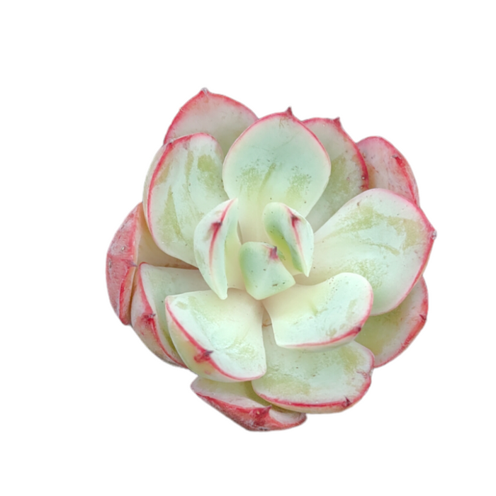 Echeveria Panamera with pink-edged, rosette leaves.