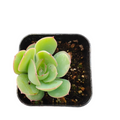 Echeveria Panamera in square black pot with potting mix.