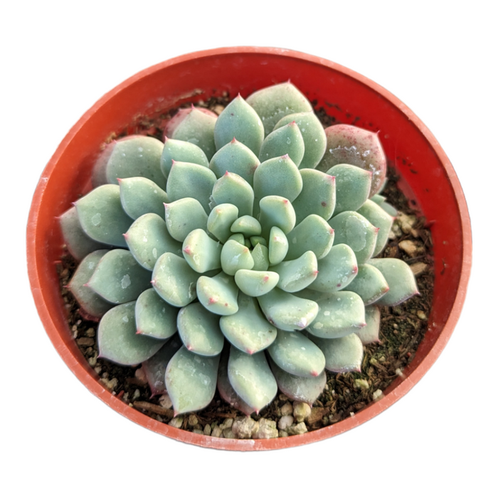 Echeveria 'Panda Face' in round nursery pot.