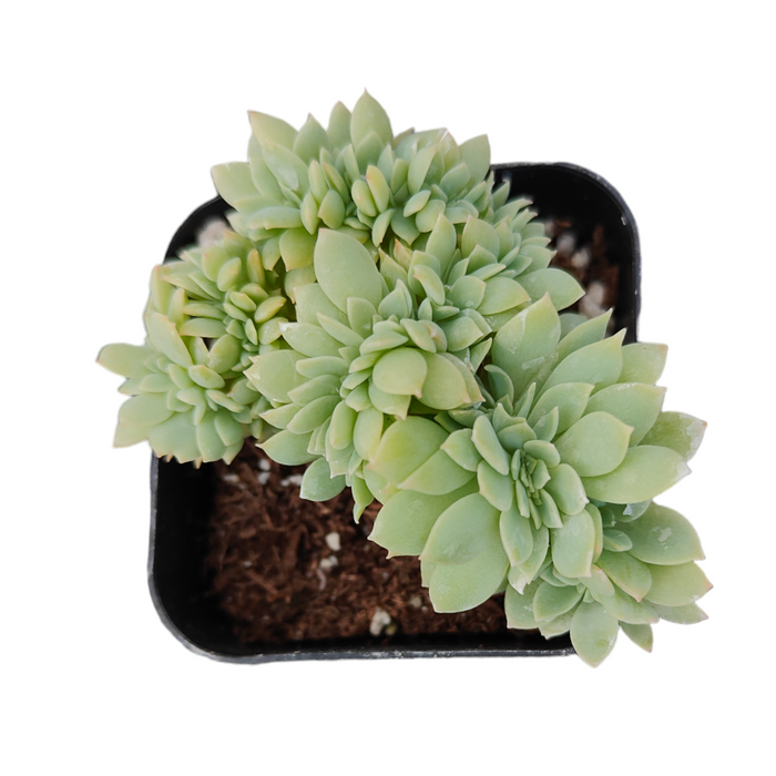 Echeveria 'Pansy' Crest in a small pot.