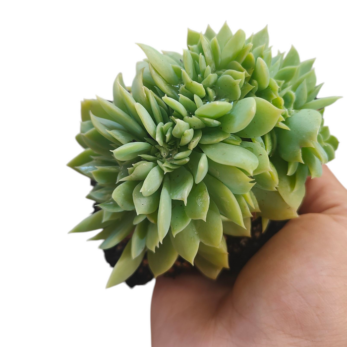 Echeveria 'Pansy' Crest succulent in hand.