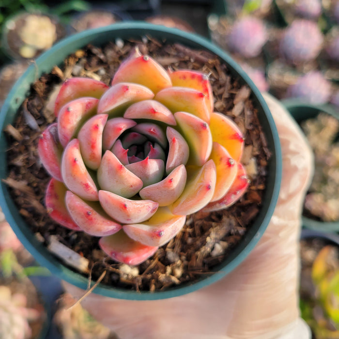 Echeveria 'Piano' succulent in a plastic pot.