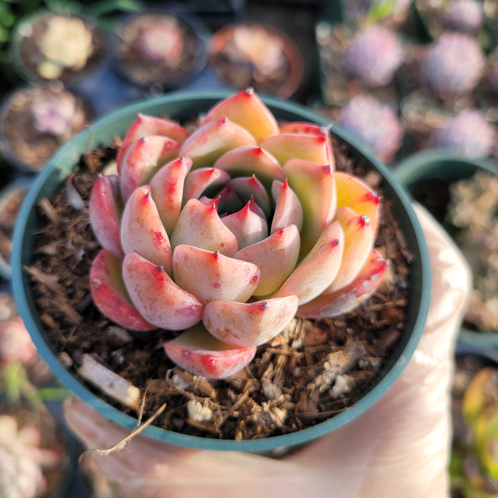 Echeveria 'Piano' succulent in hand, nursery pot.