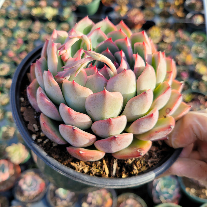 Echeveria 'Piano' in black pot, pink-tipped leaves.