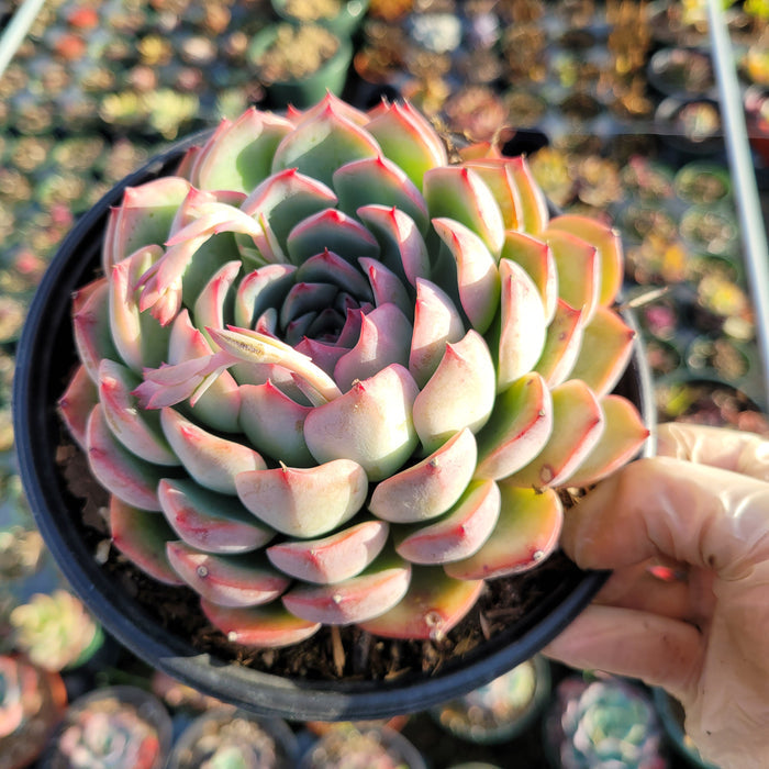 Echeveria 'Piano' succulent with emerging flower stalk.