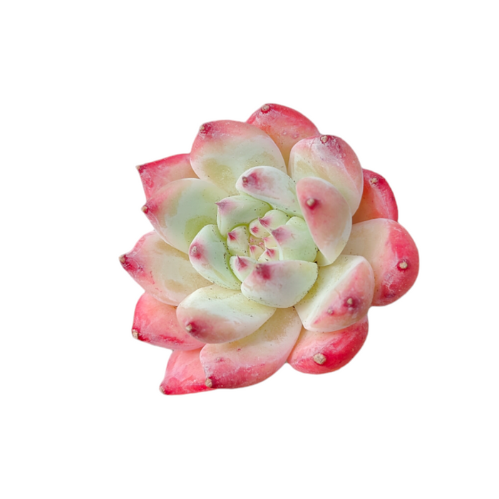 Echeveria 'Pink bella' succulent, pale green with pink tips.