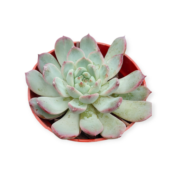 Echeveria ‘Pink Bella’ succulent in small round pot.