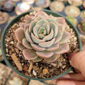 Echeveria Pink Butterfly in green pot, held in hand.