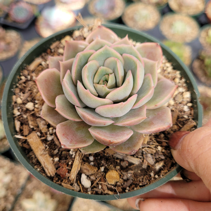 Echeveria Pink Butterfly in green pot, held in hand.