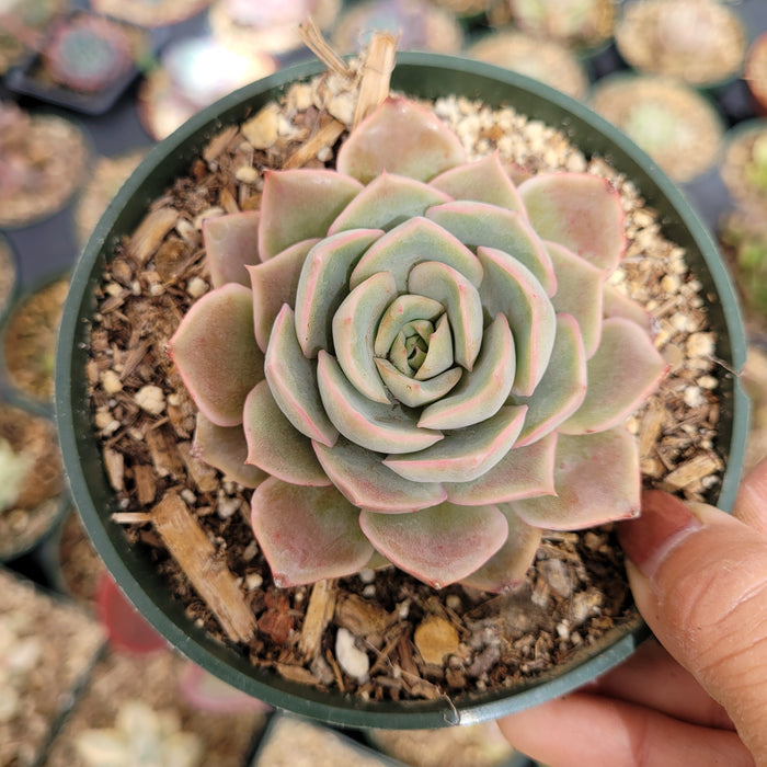 Echeveria Pink Butterfly in a small nursery pot.