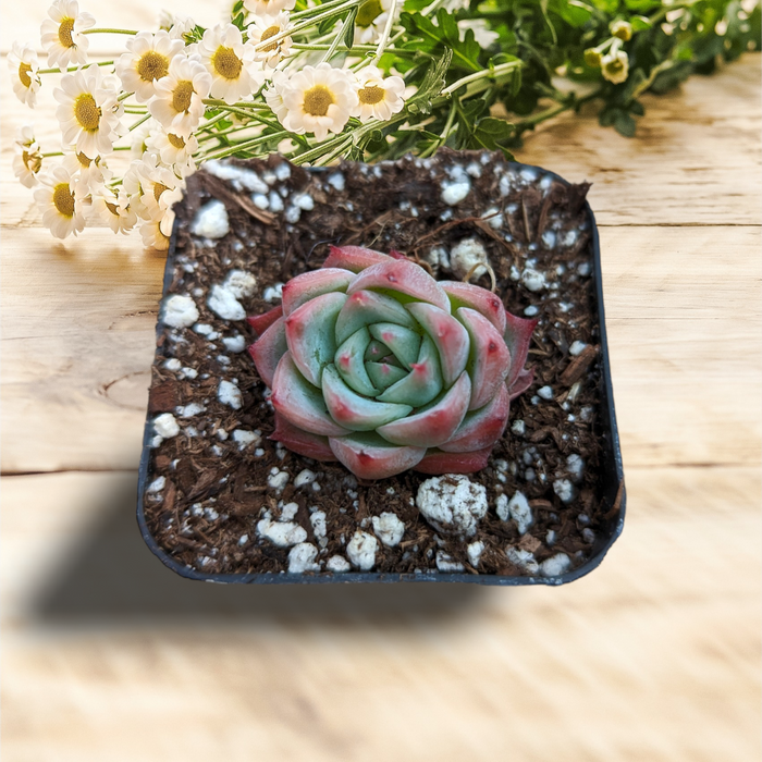 Echeveria 'Pink Crystal' in potting mix with daisies.
