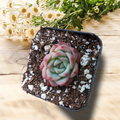 Echeveria 'Pink Crystal' in a small nursery pot.