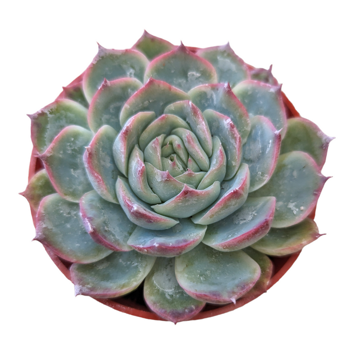 Echeveria 'Pink Crystal' in nursery pot.