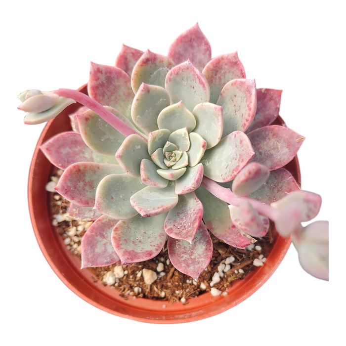 Echeveria Pink Pinwheel Hybrid in nursery pot.