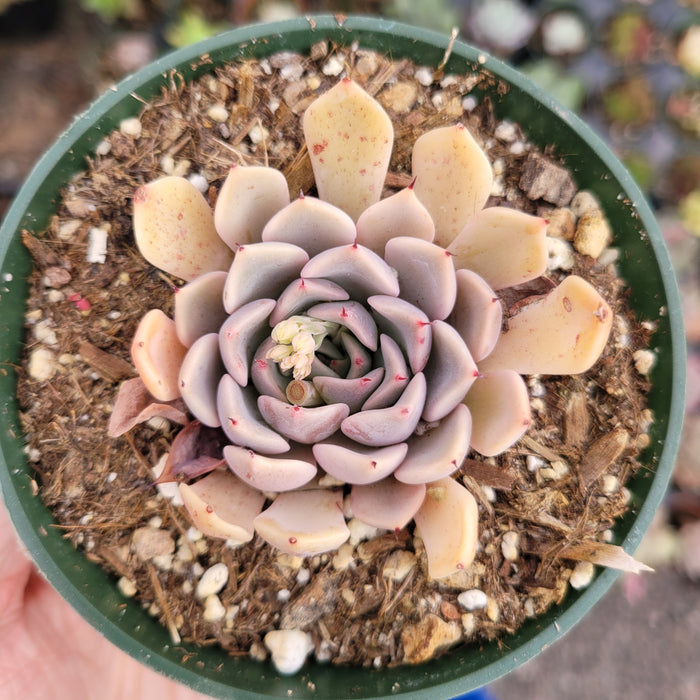 Echeveria Pink Zaragosa succulent in green nursery pot.