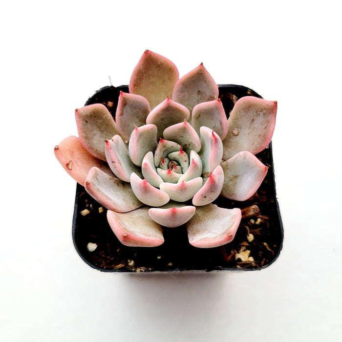 Echeveria Pink Zaragosa succulent in square nursery pot.