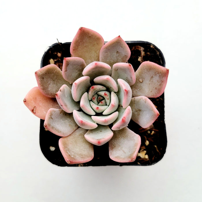 Echeveria Pink Zaragosa in square pot.