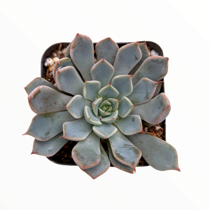 Echeveria Pink Zaragosa in square pot, top view.