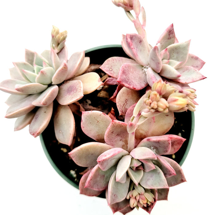 Echeveria Pretty in Pink potted succulent with flower buds.