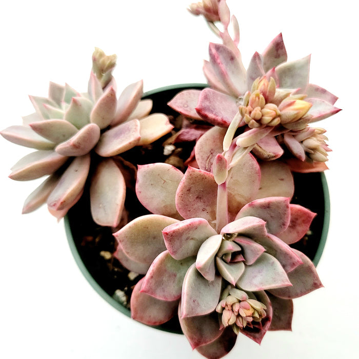 Echeveria Pretty in Pink succulent top view.